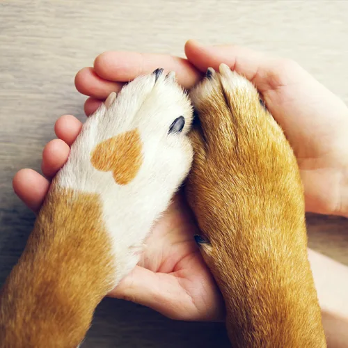 Sanación energética para mascotas